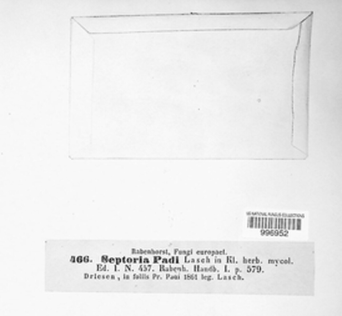 Blumeriella jaapii image